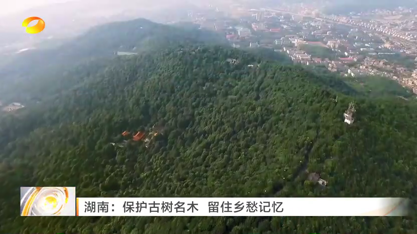 湖南：保护古树名木 留住乡愁记忆