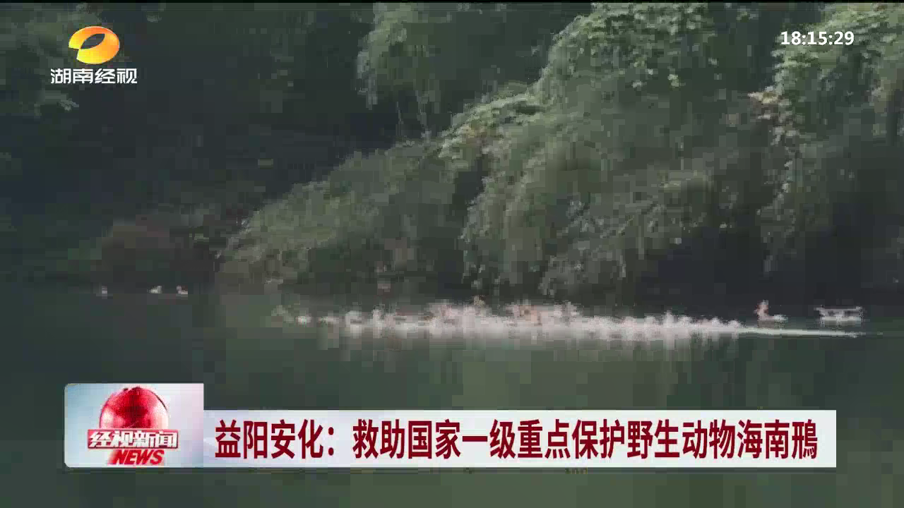 益阳安化：救助国家一级重点保护野生动物海南鳽