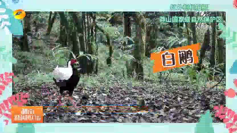 绿野寻踪 莽山自然保护区:“蛇中大熊猫”两代人接力守护