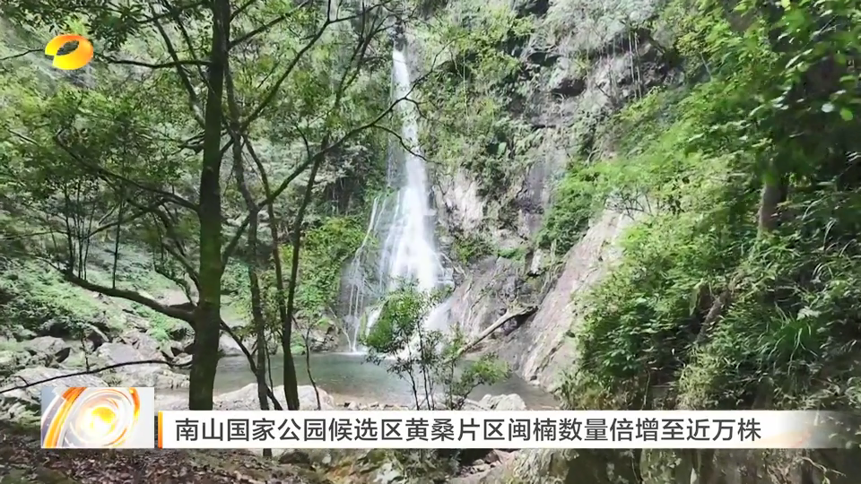 湖南南山国家公园候选区黄桑片区闽楠数量倍增至近万株