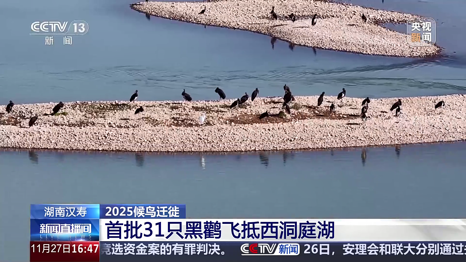 湖南汉寿：首批31只黑鹳飞抵西洞庭湖