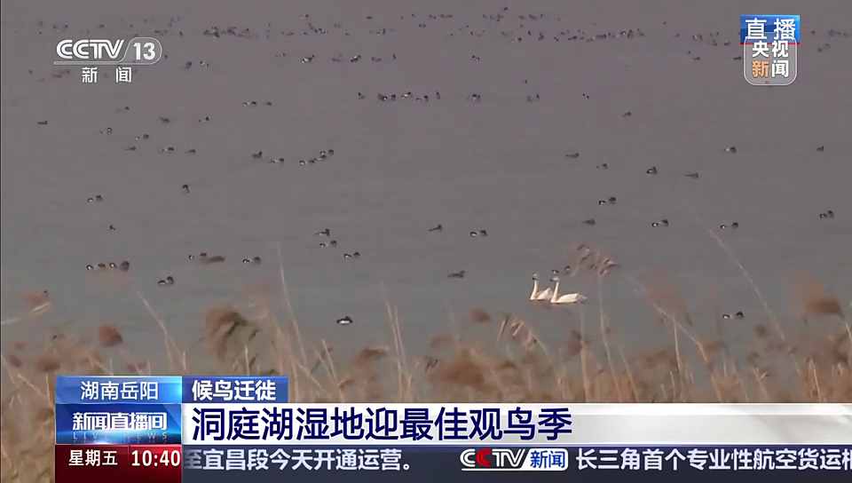 湖南岳阳·候鸟迁徙：洞庭湖湿地迎最佳观鸟季