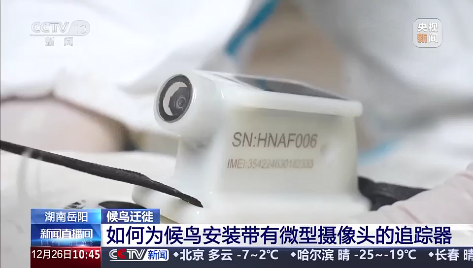 湖南岳阳·候鸟迁徙：如何为候鸟安装带有微型摄像头的追踪器