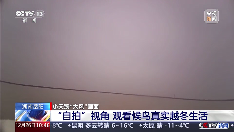 湖南岳阳·候鸟迁徙：“自拍”视角，观看候鸟真实越冬生活