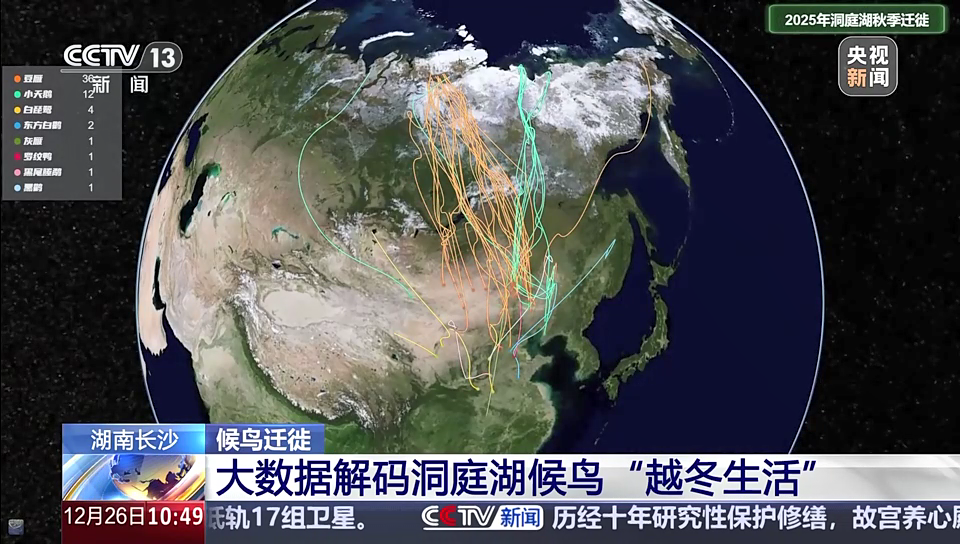 湖南长沙·候鸟迁徙：大数据解码洞庭湖候鸟“越冬生活”
