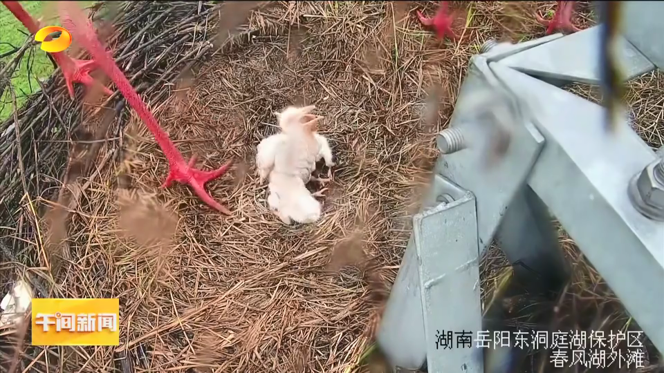 一级保护动物东方白鹳 东洞庭湖喜添四只“新成员”