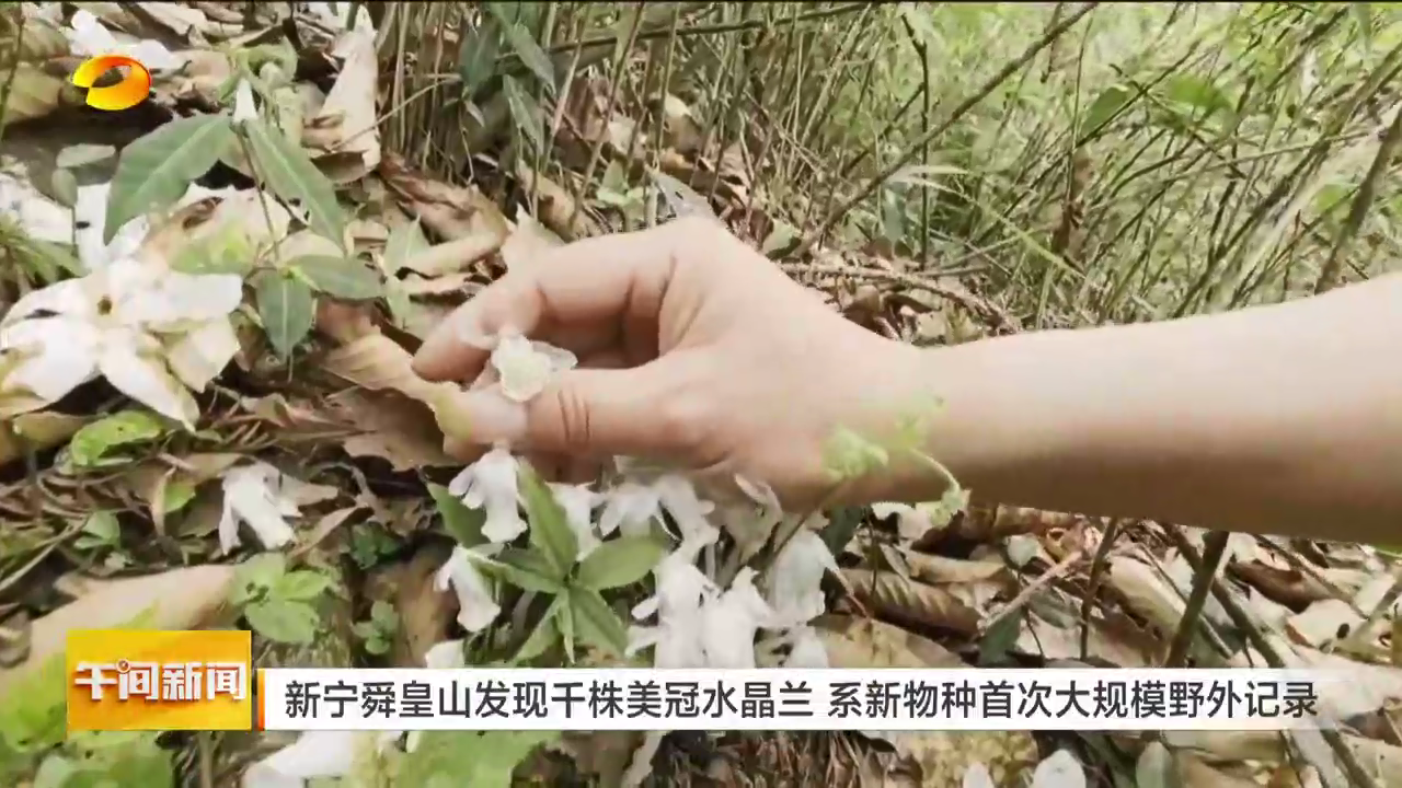 新宁舜皇山发现千株美冠水晶兰 系新物种首次大规模野外记录