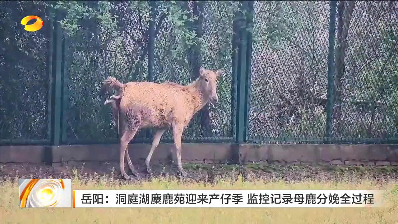 岳阳:洞庭湖麋鹿苑迎来产仔季 监控记录母鹿分娩全过程