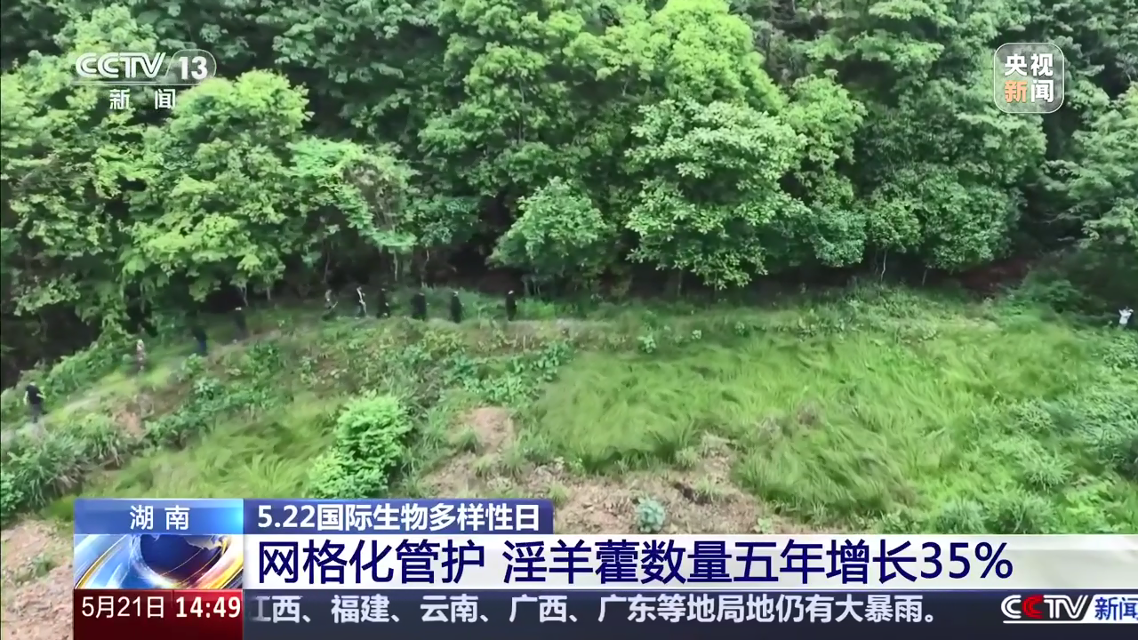 国际生物多样性日 湖南：网格化管护淫羊藿 数量五年增长35%