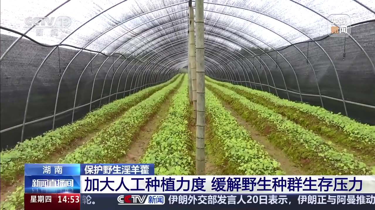 保护野生淫羊藿 湖南：加大人工种植力度 缓解野生种群生存压力