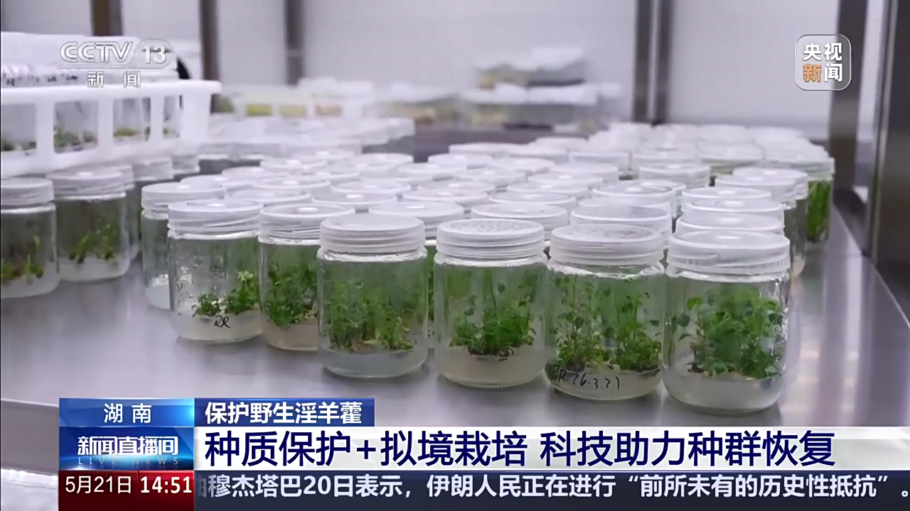 保护野生淫羊藿 湖南：种质保护+拟境栽培 科技助力种群恢复