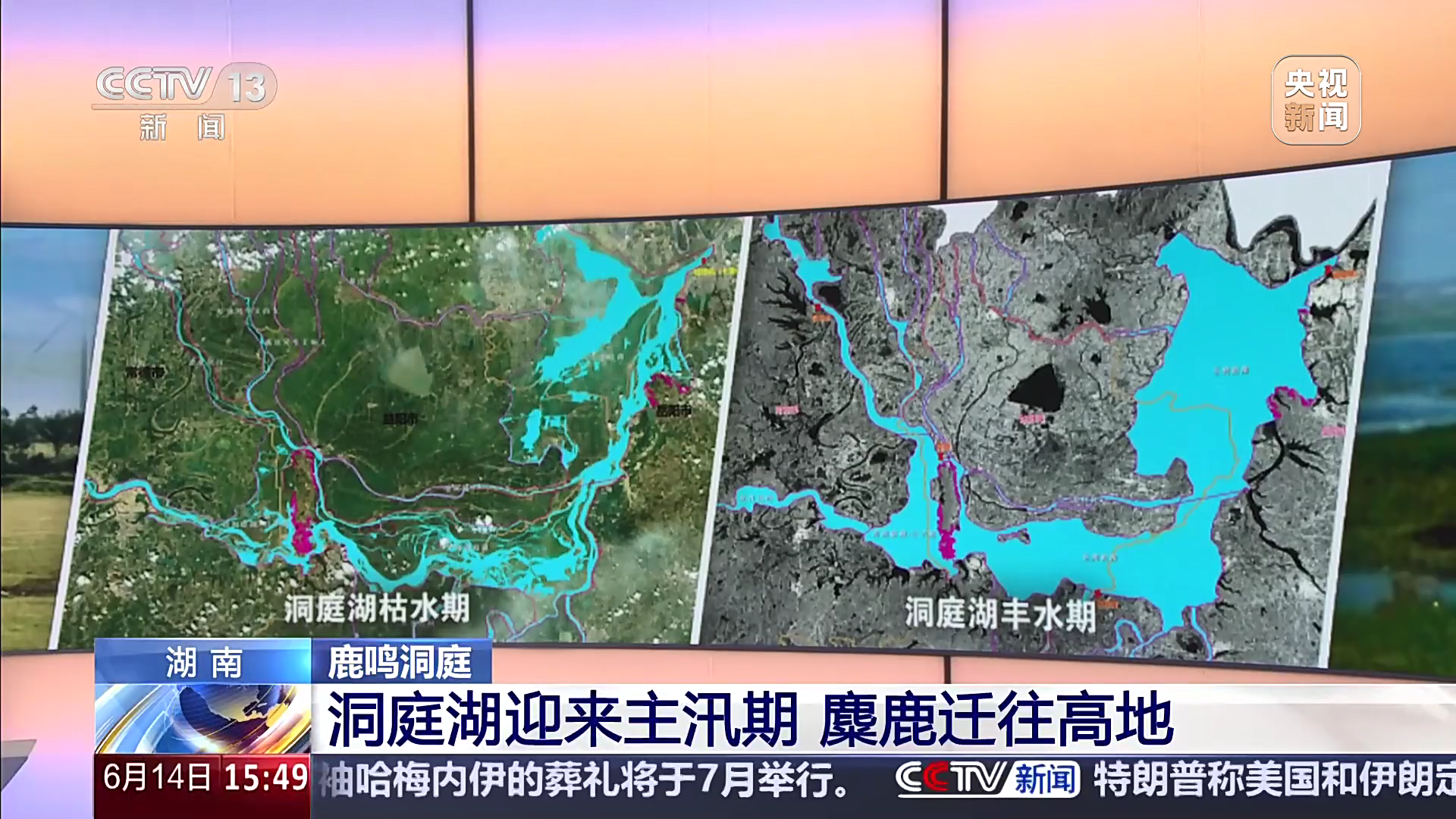 鹿鸣洞庭 湖南 洞庭湖迎来主汛期 麋鹿迁往高地