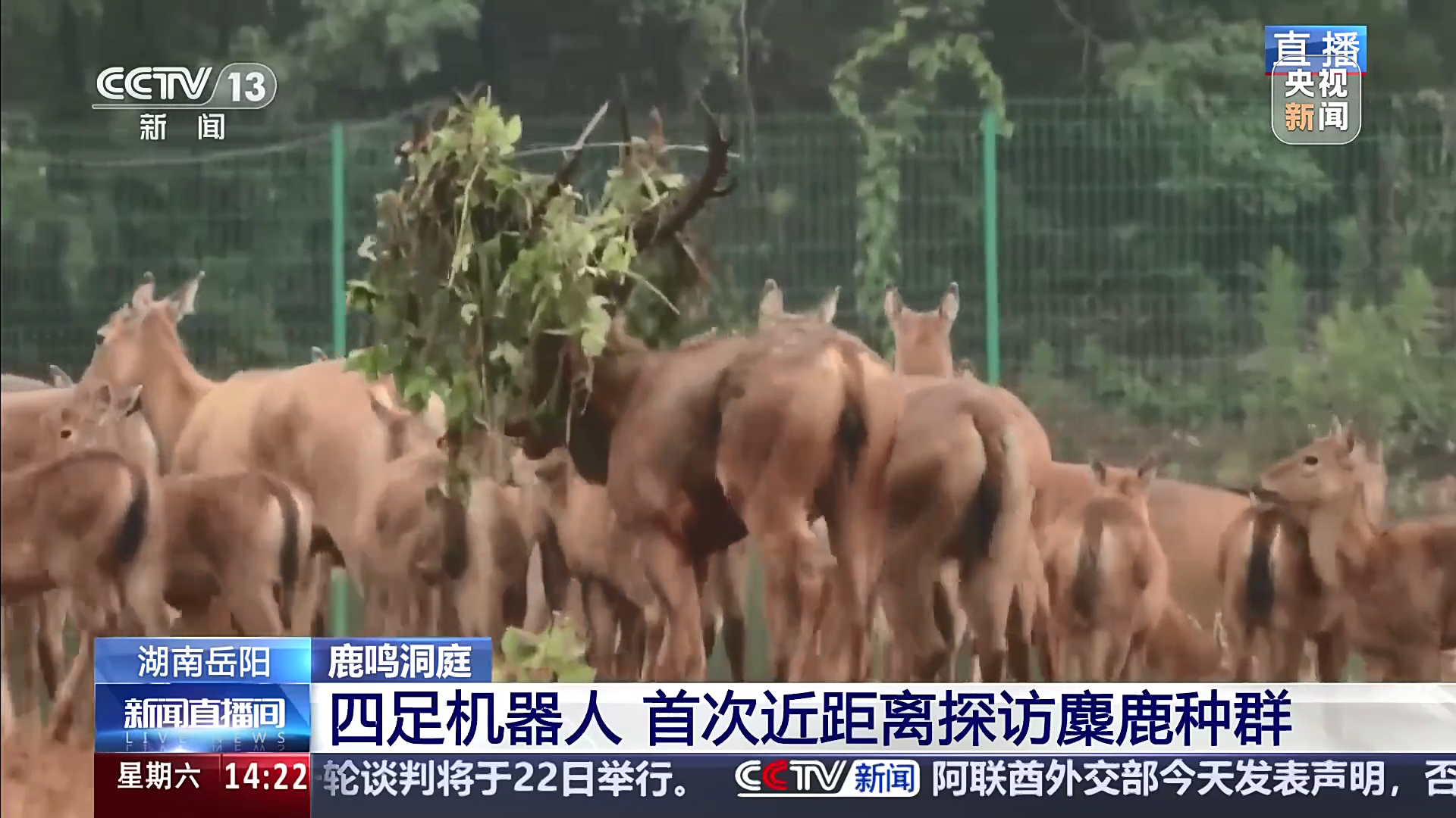 鹿鸣洞庭 湖南 麋鹿产仔季 今年新生小鹿已有67只