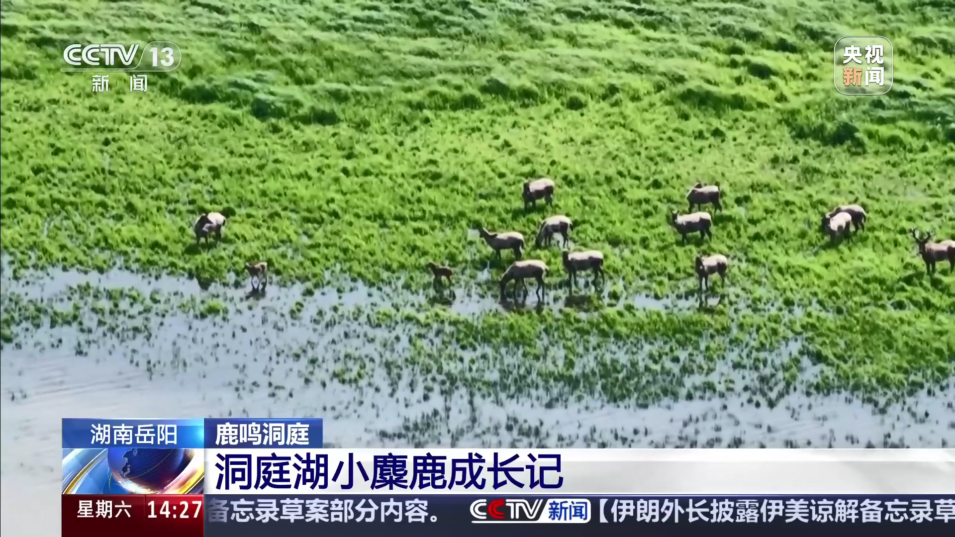 鹿鸣洞庭 湖南岳阳 洞庭湖小麋鹿成长记