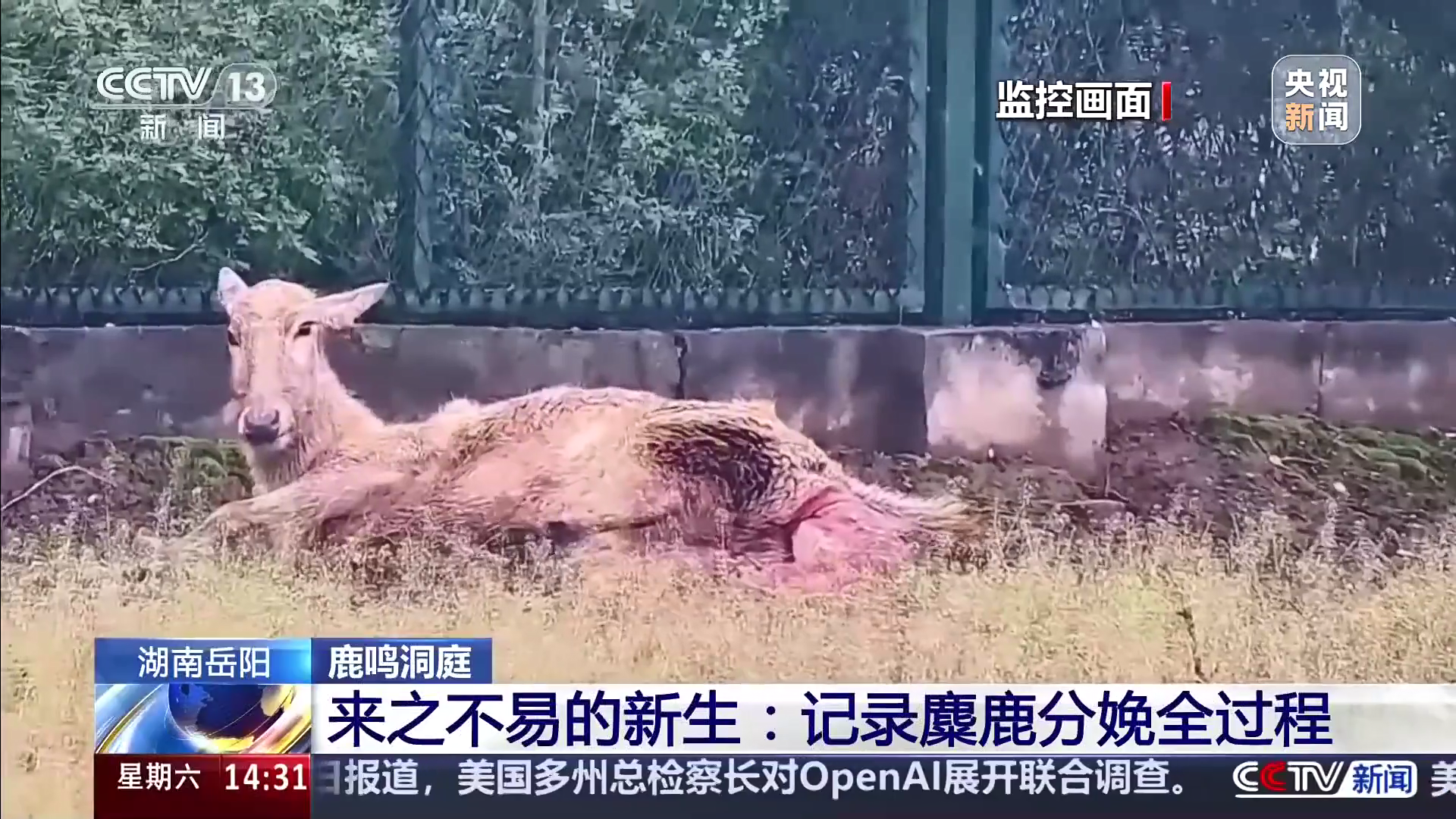 鹿鸣洞庭 湖南岳阳 来之不易的新生：记录麋鹿分娩全过程