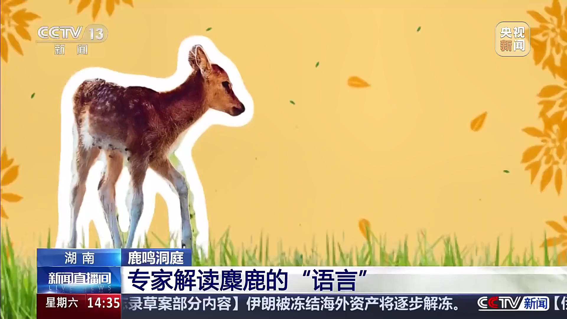 鹿鸣洞庭 湖南 专家解读麋鹿的“语言”