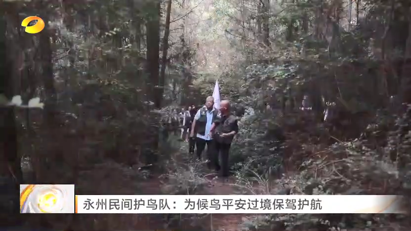 湖南永州民间护鸟队：为候鸟平安过境保驾护航