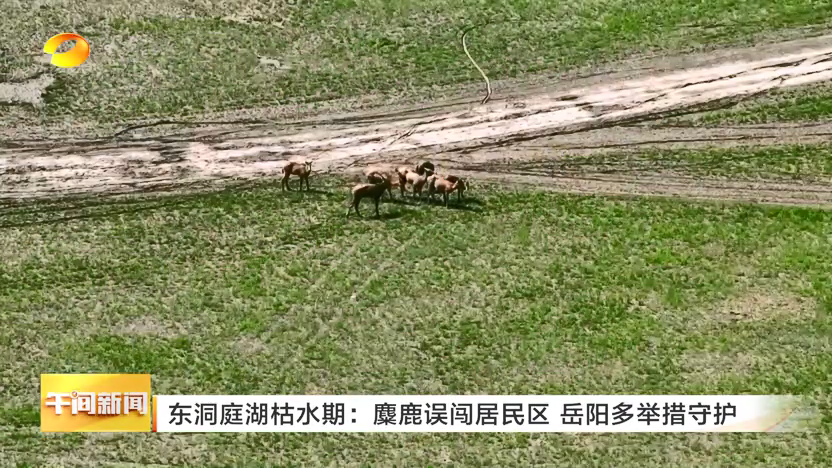 东洞庭湖枯水期：麋鹿误闯居民区 岳阳多举措守护
