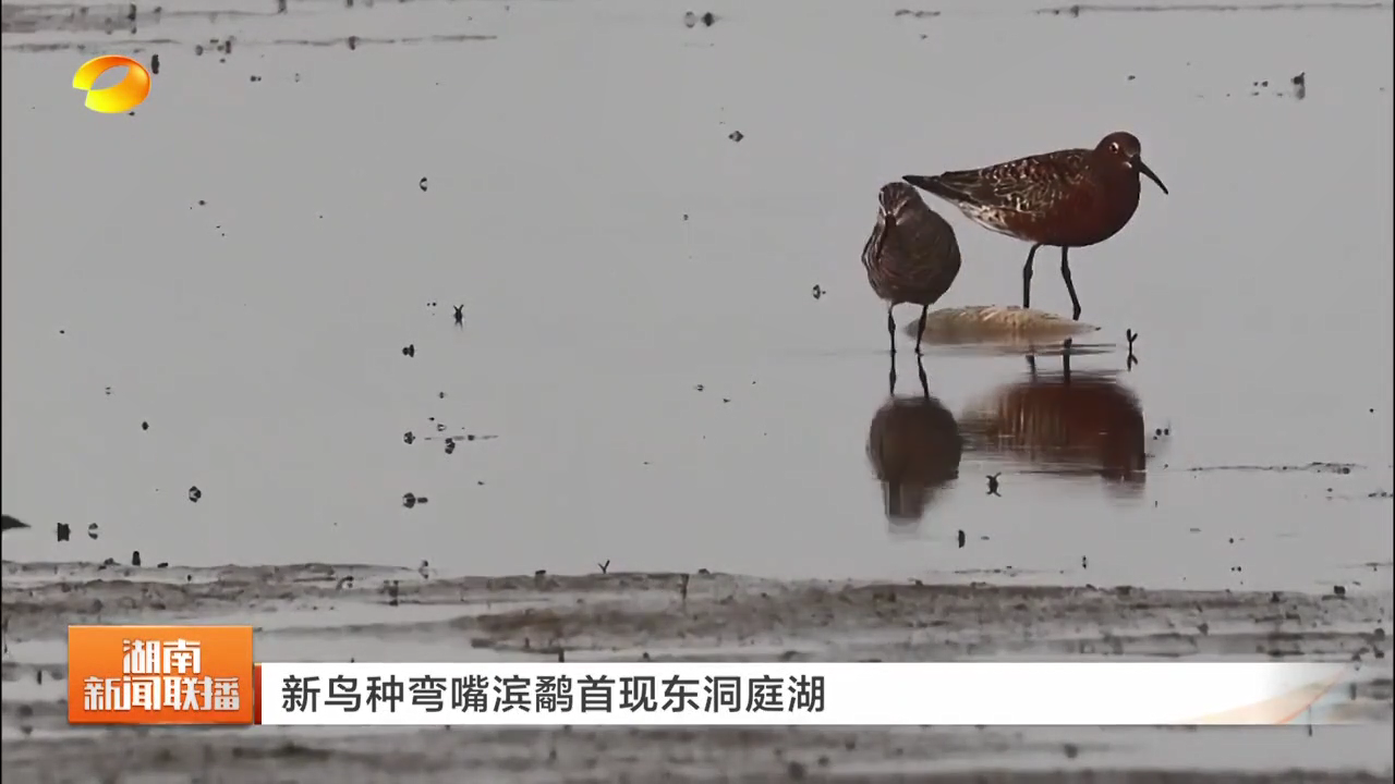 新鸟种弯嘴滨鹬首现东洞庭湖