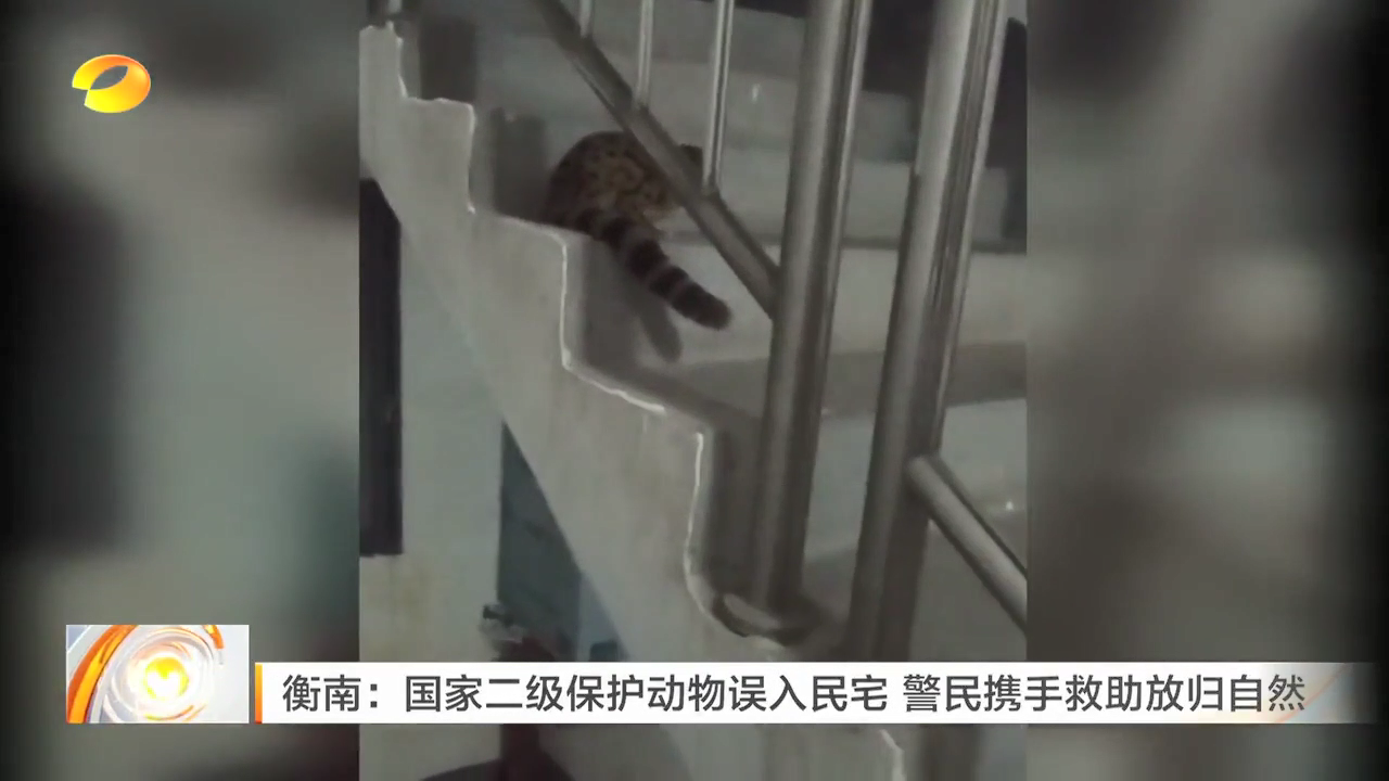 衡南:国家二级保护动物误入民宅 警民携手救助放归自然