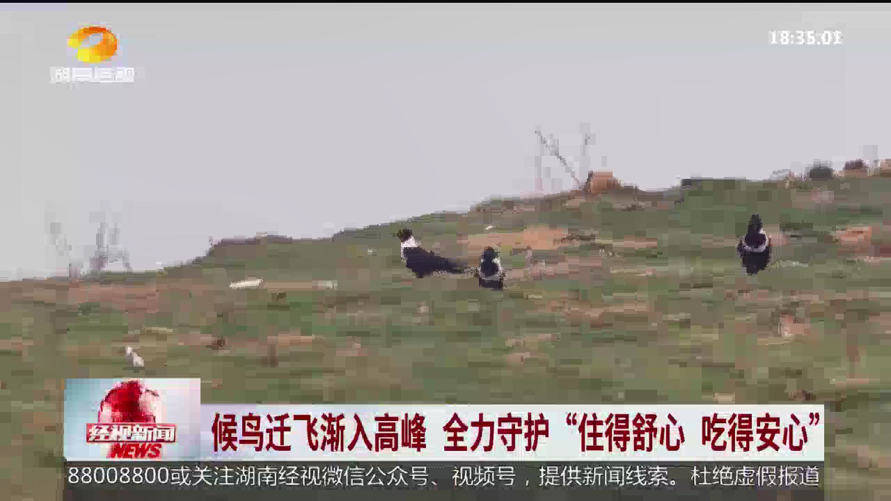 候鸟迁飞渐入高峰 全力守护“住得舒心 吃得安心”