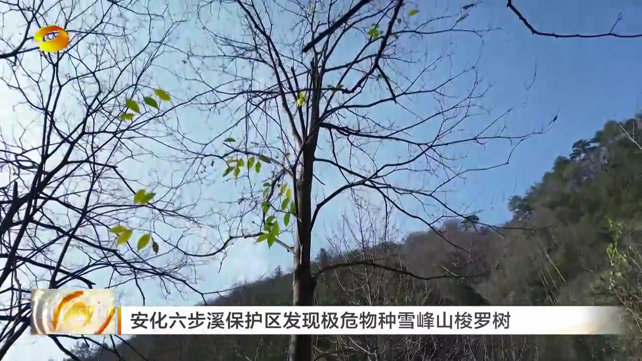 湖南安化六步溪保护区发现极危物种雪峰山梭罗树