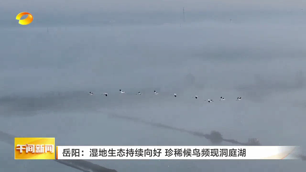湖南岳阳：湿地生态持续向好 珍稀候鸟频现洞庭湖