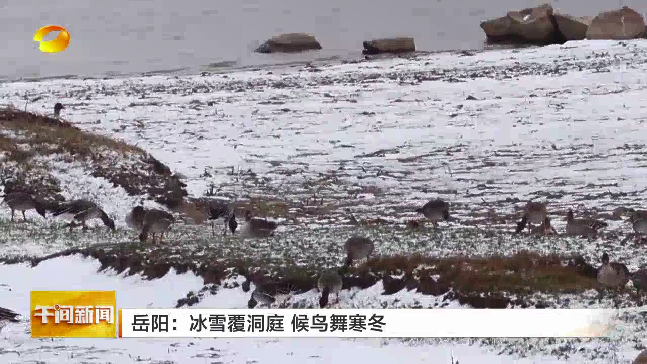 湖南岳阳：冰雪覆洞庭 候鸟舞寒冬