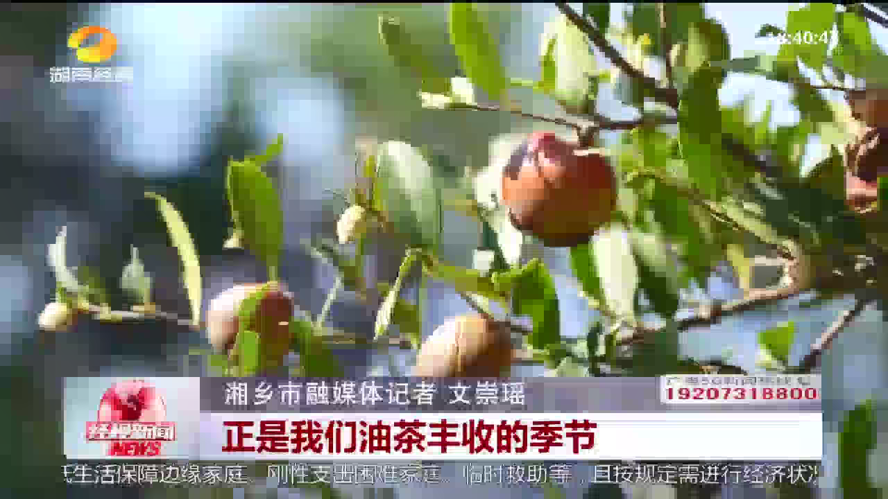 湖南湘乡油茶：绿水青山间的“金色引擎”