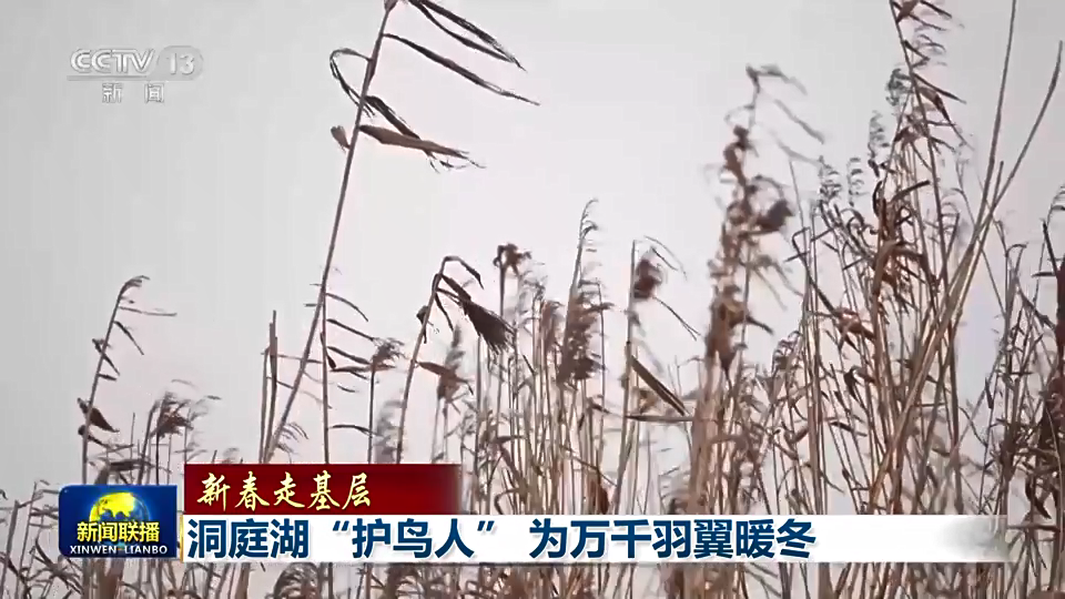 新春走基层丨洞庭湖“护鸟人” 为万千羽翼暖冬