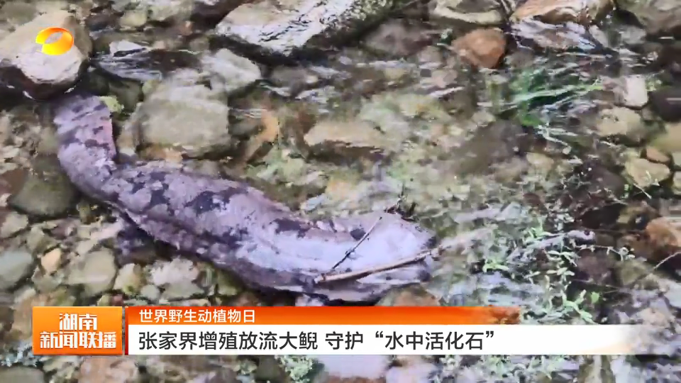 世界野生动植物日丨张家界增殖放流大鲵 守护“水中活化石”