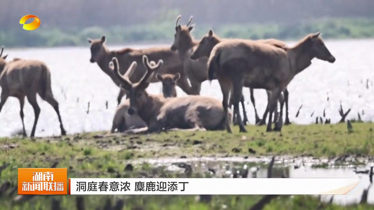 洞庭春意浓 麋鹿迎添丁