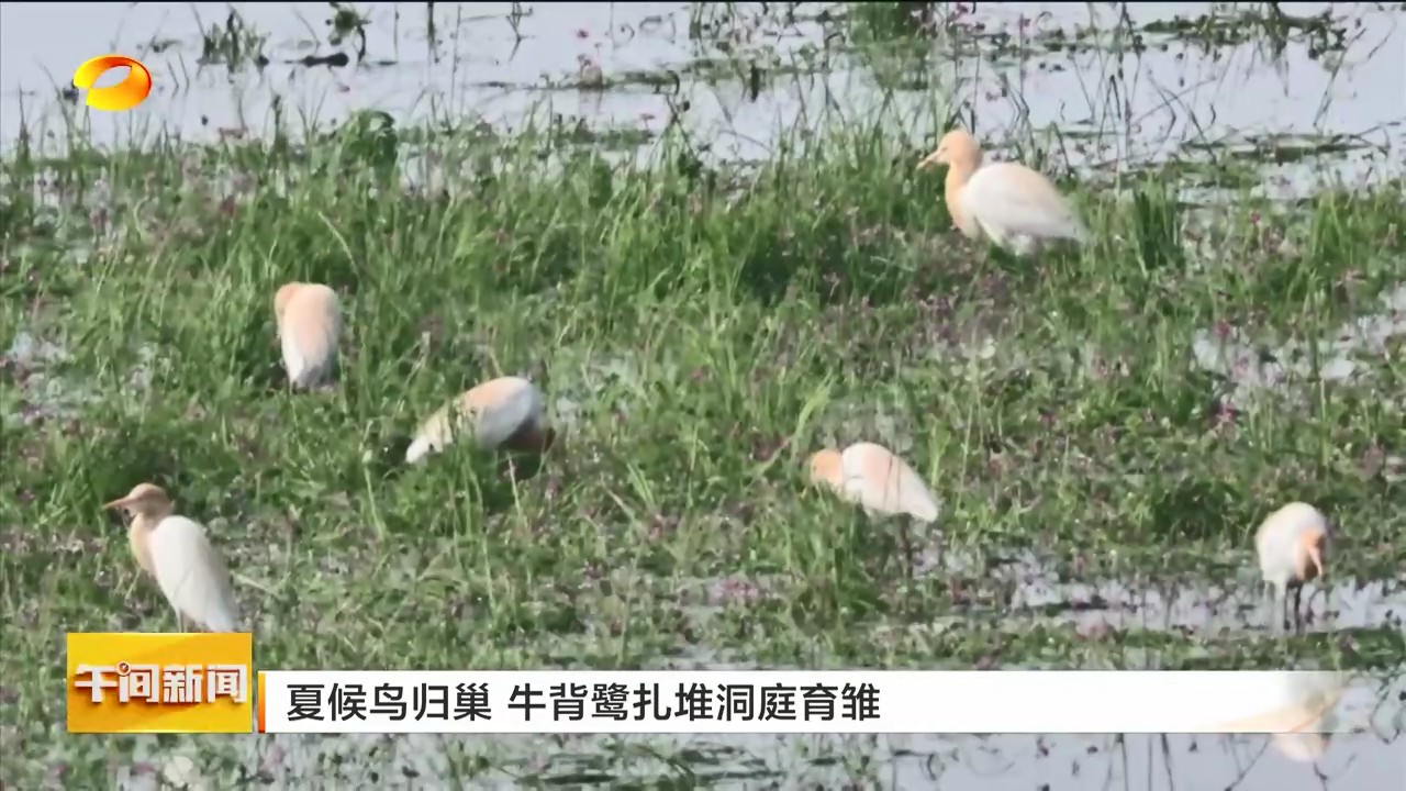 夏候鸟归巢 牛背鹭扎堆洞庭育雏