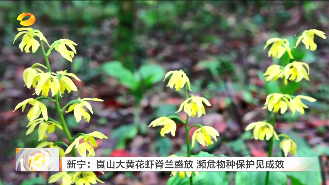 新宁：崀山大黄花虾脊兰盛放 濒危物种保护见成效