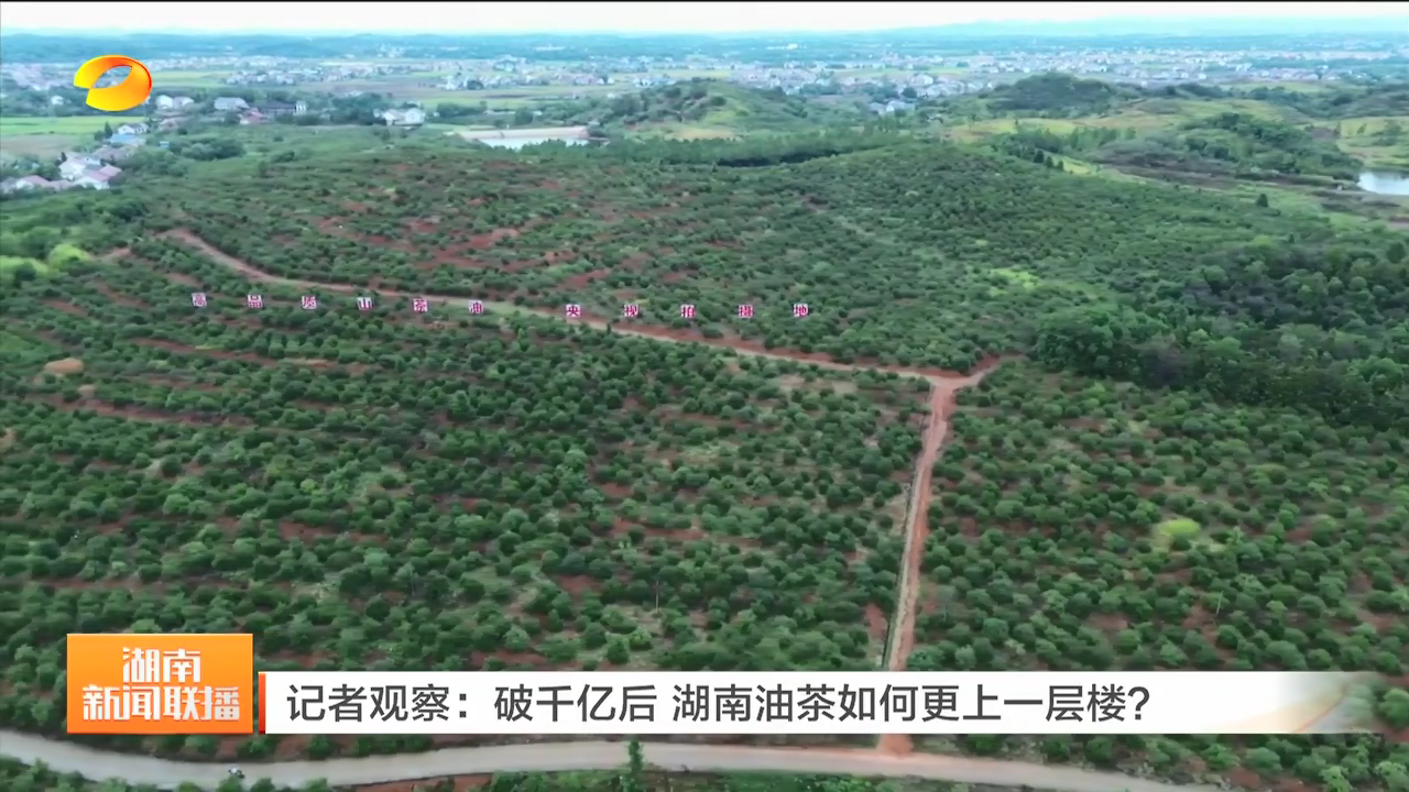 记者观察：破千亿后 湖南油茶如何更上一层楼？