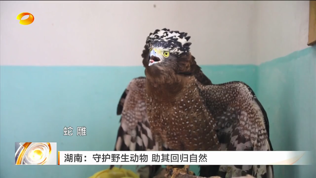 湖南：守护野生动物 助其回归自然