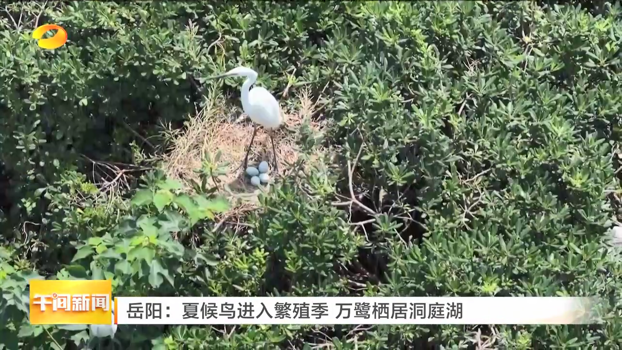 岳阳：夏候鸟进入繁殖季 万鹭栖居洞庭湖