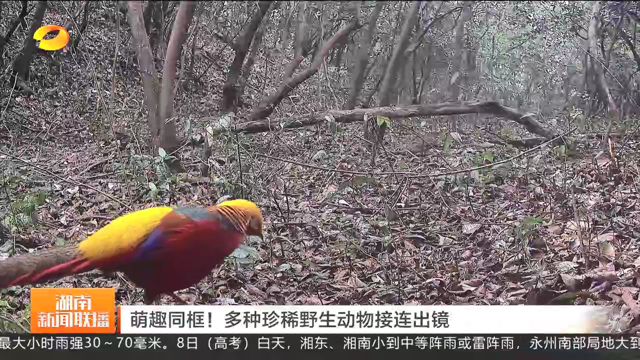 萌趣同框！多种珍稀野生动物接连出镜
