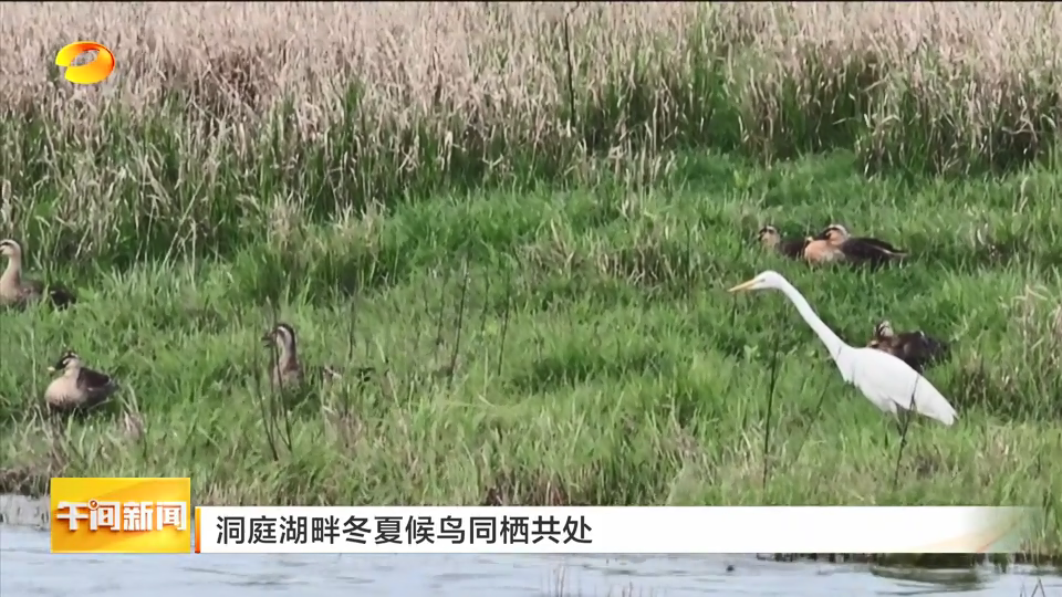 洞庭湖畔冬夏候鸟同栖共处