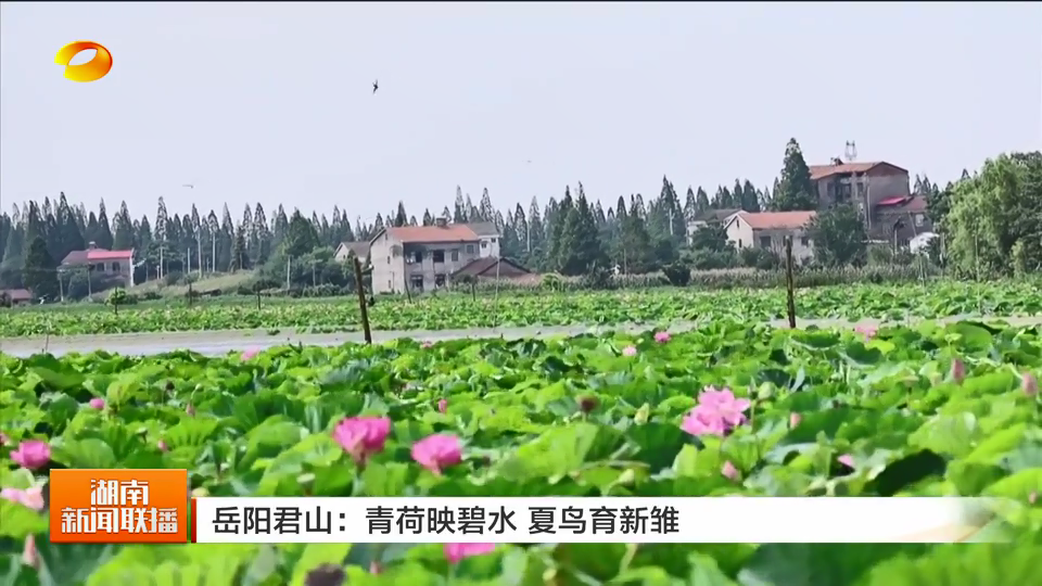 岳阳君山：青荷映碧水 夏鸟育新雏