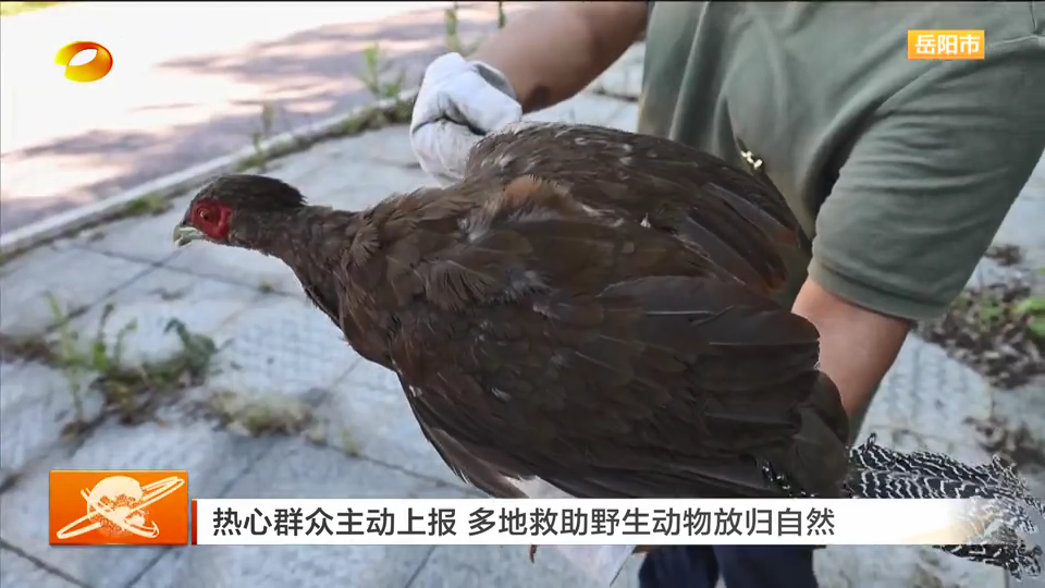 热心群众主动上报 多地救助野生动物放归自然