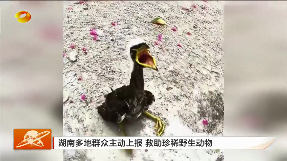 湖南多地群众主动上报 救助珍稀野生动物