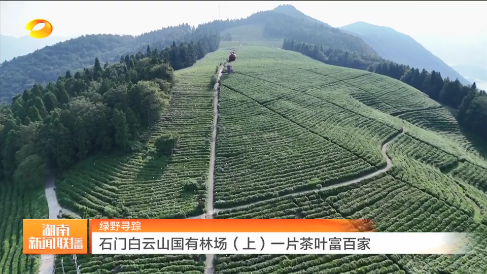 绿野寻踪 湖南石门白云山国有林场（上）一片茶叶富百家