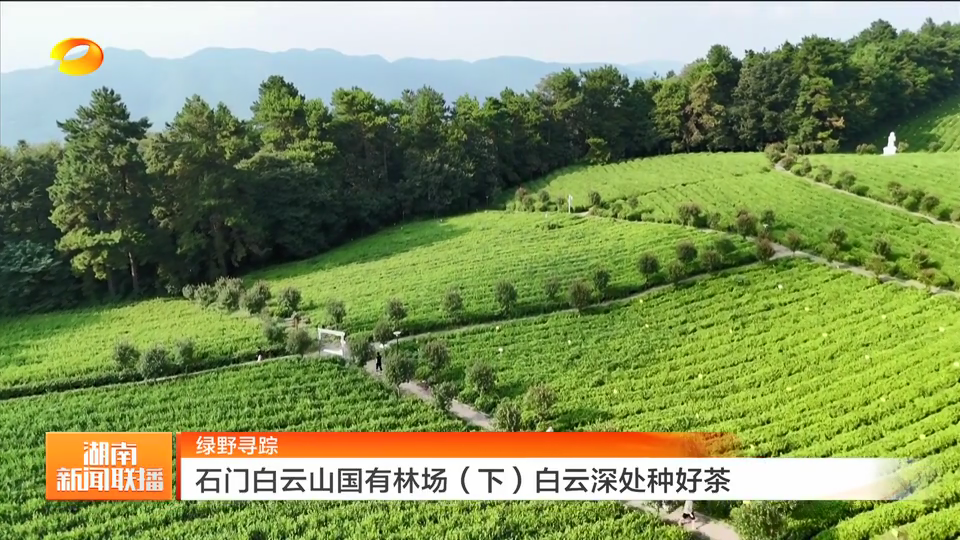 绿野寻踪 湖南石门白云山国有林场（下）白云深处种好茶