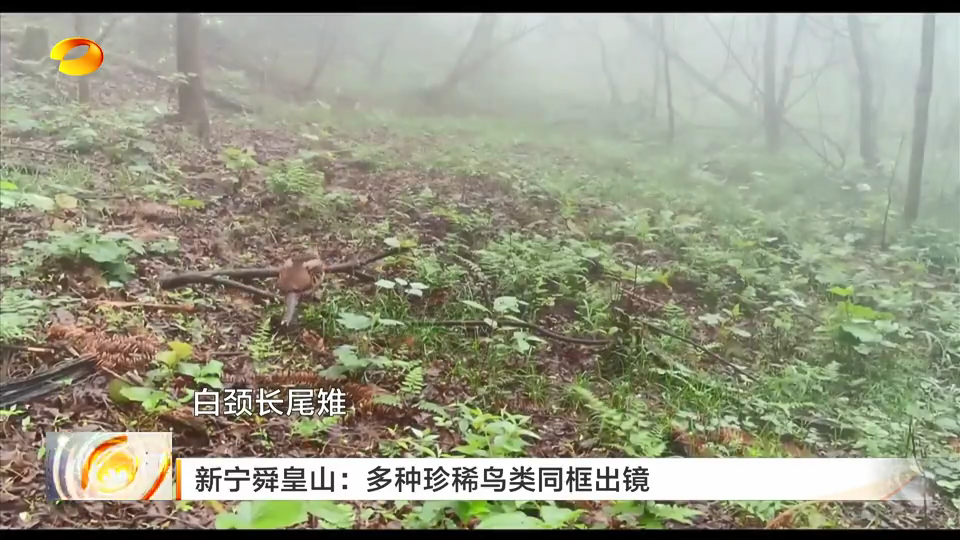湖南新宁舜皇山:多种珍稀鸟类同框出镜