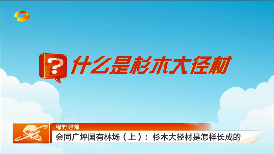 绿野寻踪 湖南会同广坪国有林场（上）：杉木大径材是怎样长成的
