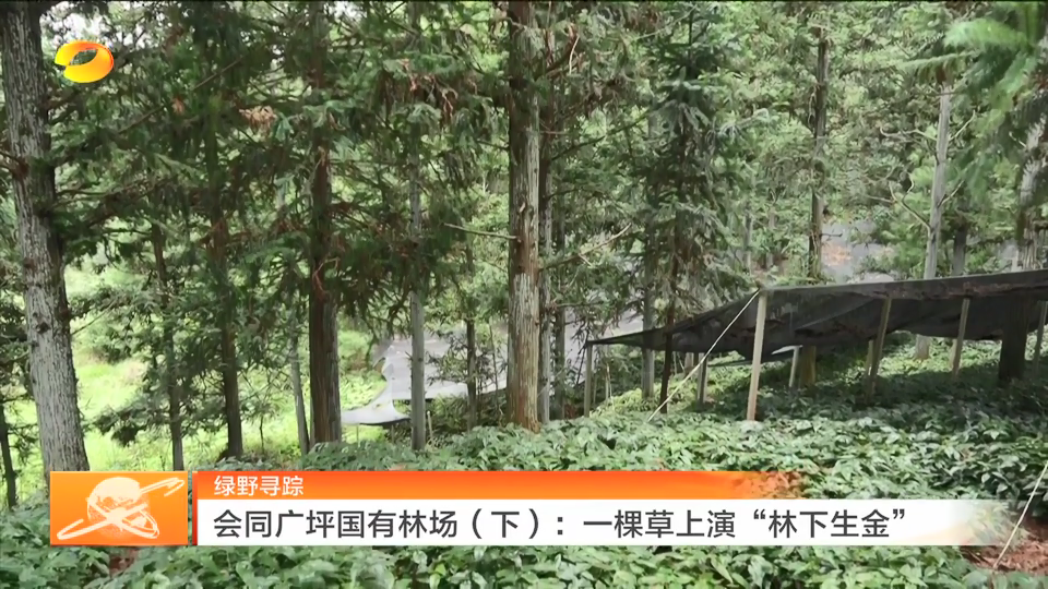 绿野寻踪 湖南会同广坪国有林场（下）：一棵草上演“林下生金”