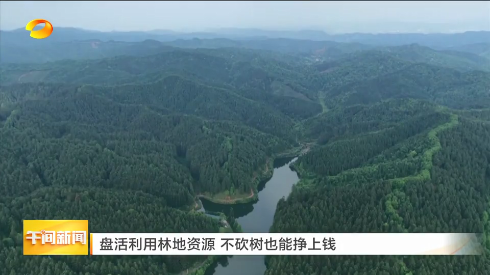 湖南:盘活利用林地资源 不砍树也能挣上钱