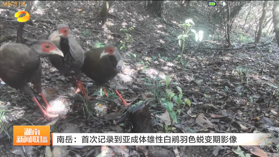 湖南南岳：首次记录到亚成体雄性白鹇羽色蜕变期影像