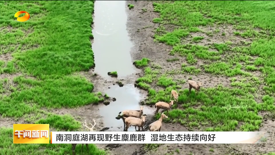 湖南南洞庭湖再现野生麋鹿群 湿地生态持续向好